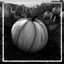 Pumpkin Mayhem