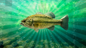 Bass Master