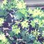 【各方的证言】