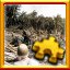 7th Cavalry ashore