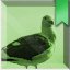 Avian Ancestors
