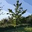 Chestnut Tree