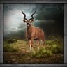 Kudu Hunter
