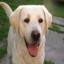 Labrador