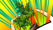Super Duper Chronic