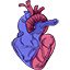 A fragile heart