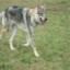 Czechoslovakian Wolfdog