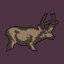 Blacktail Deer