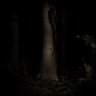 The Dark Forest