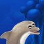 Fish Fish