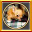 All Chihuahua Puzzles Complete!