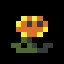 The Sunflower