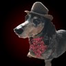 Doggy Diviner
