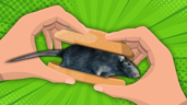 Turn a Rat into a Snack