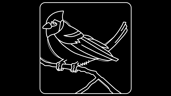 Bird Spotting