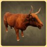 Highland Cattle