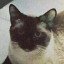It's Cat