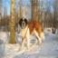 St. Bernard