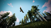 Hawk Eyes