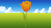 Tulip