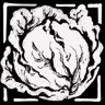 Cabbage