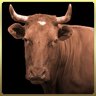 Dear cow, I advise you to work hard, don't stop