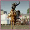 Not your first rodeo!
