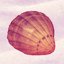 Collect 5 shells