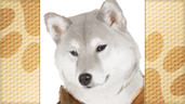 Alternating Least Shibas