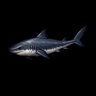 The Deep Fisher