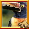 Aracari