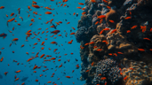 Fish School