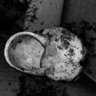 Beautiful Shell