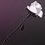 It Smells Like Roses
