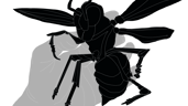 Insectologist