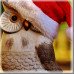 Kiosk Item Unlocked: Owl In A Hat