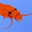 Shrimp Party