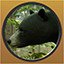 Black Bear