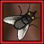 Flies