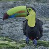 Toucan Rescuer
