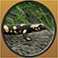 Salamander