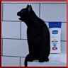 A Cat is Fine, Too