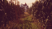 Maize Runner