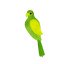 Poicephalus