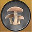 Portobello Mushroom