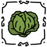 Cabbage