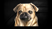Notorious P.U.G