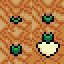 Turnips!