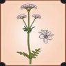 Valerian Flowers