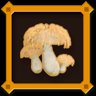 Sea Mushroom